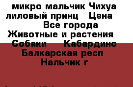 микро мальчик Чихуа лиловый принц › Цена ­ 90 - Все города Животные и растения » Собаки   . Кабардино-Балкарская респ.,Нальчик г.